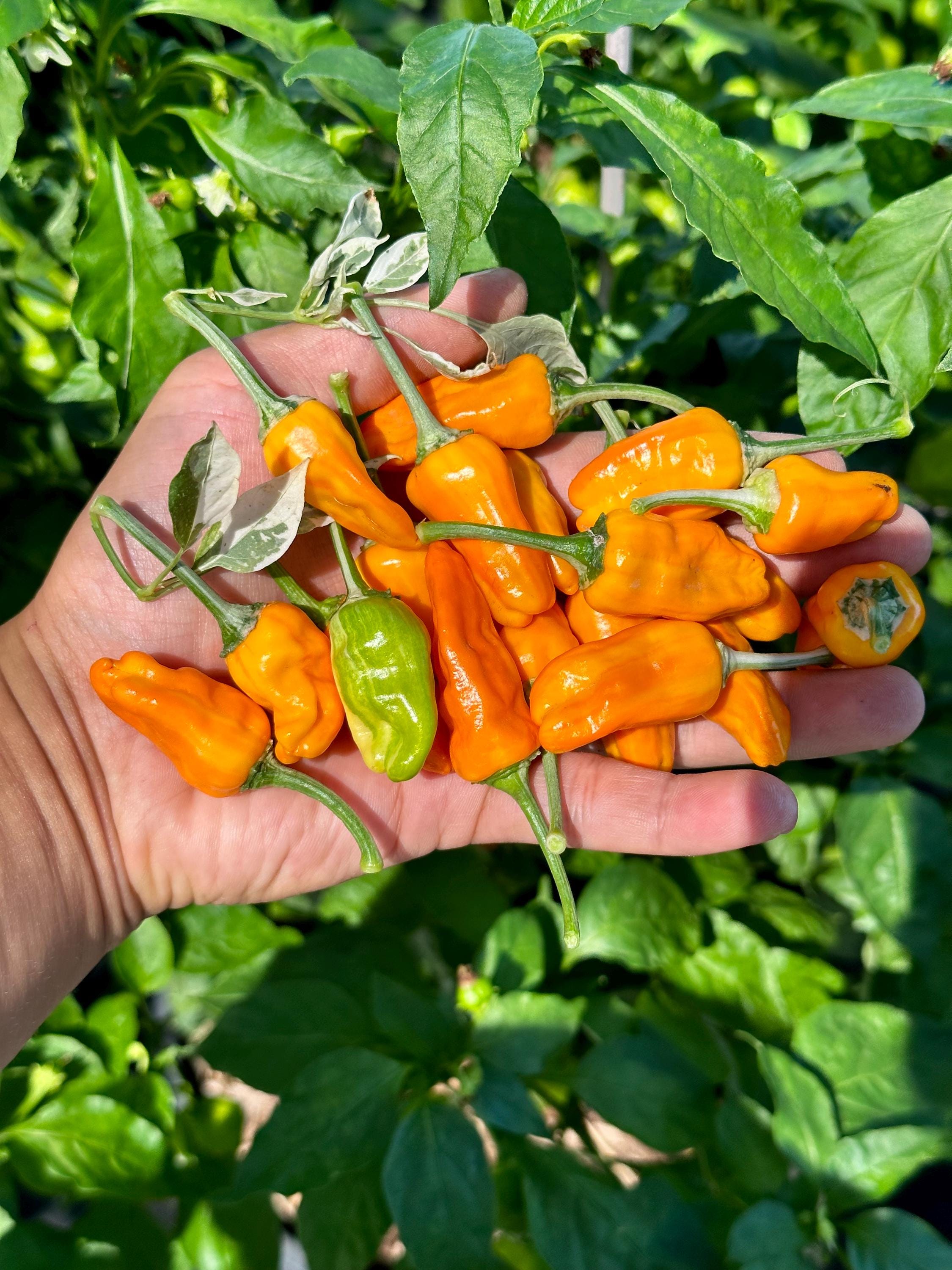Orange Fish Pepper Seeds