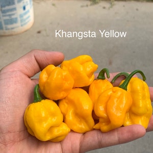KS Khangsta Yellow Pepper Seeds