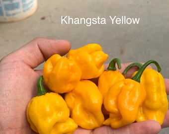 KS Khangsta Yellow Pepper Seeds