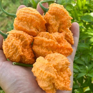 Puede incluir: Primer plano de varios chiles Carolina Reaper de color naranja brillante, conocidos por su extremo picor. Los chiles tienen una textura rugosa y tallos verdes. El fondo muestra follaje verde. Los chiles son de color naranja vibrante.