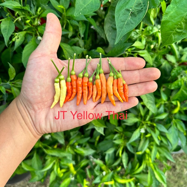 JT Yellow Thai Pepper Seeds