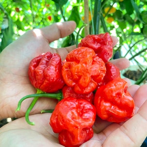 KS Scarlet Rose Pepper Seed