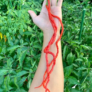 Thunder Mountain Longhorn Pepper Seeds