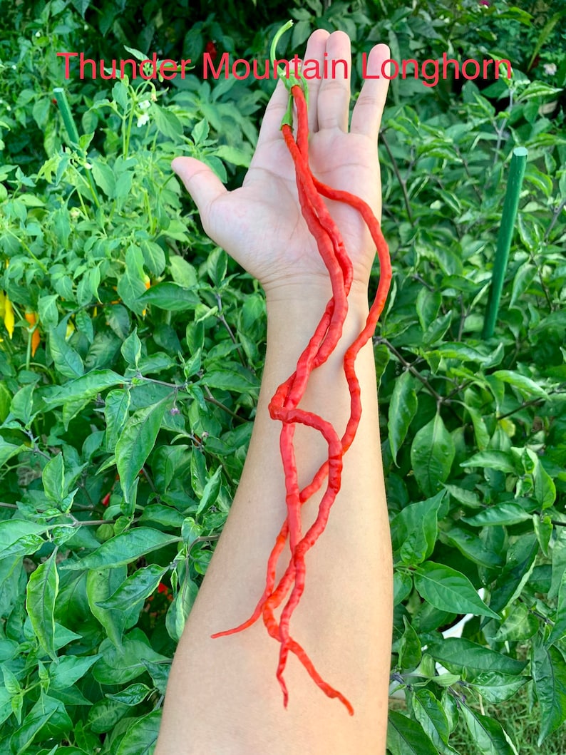 May include: A long, vibrant red Thunder Mountain Longhorn pepper, held in a hand against a backdrop of green foliage. The pepper is approximately 12 inches long, with a slightly wrinkled texture and a curved shape. The text "Thunder Mountain Longhorn" is visible.