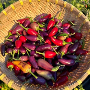 Thai Multi Color Bird Eye Pepper Seeds