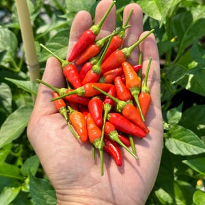 Hawaiianische Kona Pfeffersamen