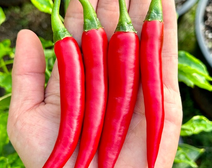 20 Organic Adaptive KOREAN Hot Pepper Seeds for Making Authentic Kimchi