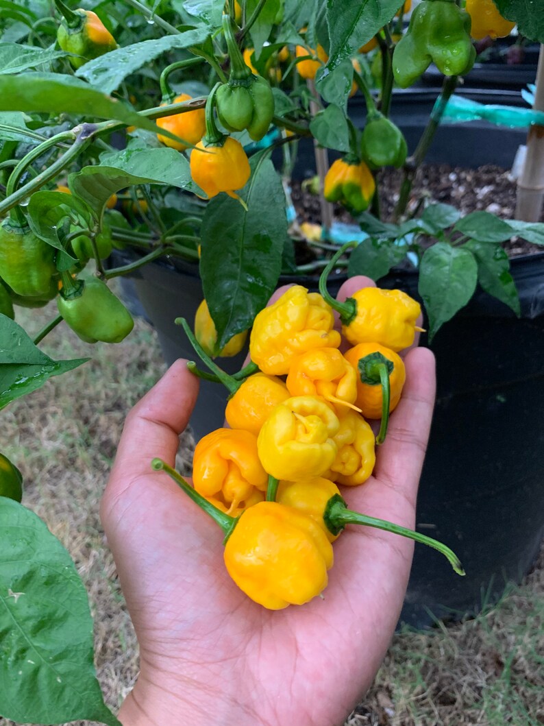 Lucifer Lemon Pepper Seeds Etsy