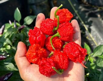 Carolina Reaper Pepper Seeds