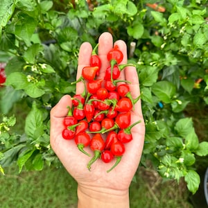 Bequinho Red Pepper Seeds