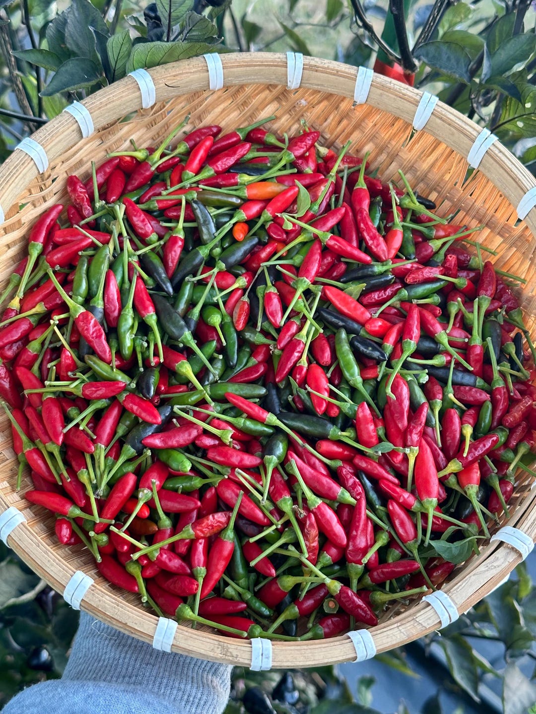 Siling Labuyo Pepper Seeds - Etsy