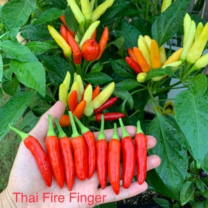 Thai Fire Finger Pepper Seeds