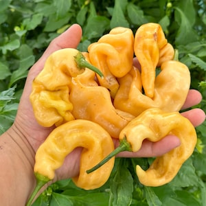 May include: A hand holding a bunch of bright yellow, wrinkled, pepper-shaped chilli peppers.