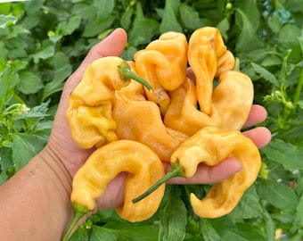 Sugar Rush Peach Pepper Seeds