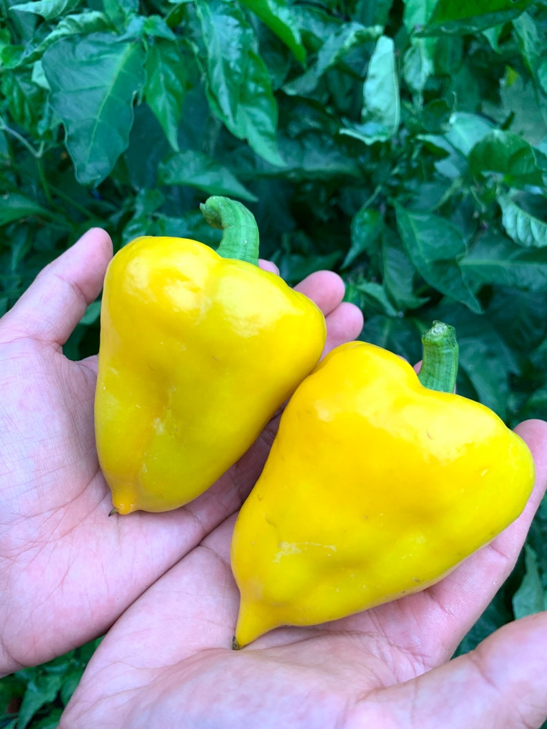 Orange Lesya Pepper Seeds Etsy