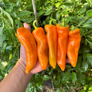 Orange Ancient Sweet Pepper Seeds