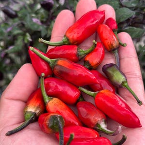 May include: A handful of vibrant red chili peppers with green stems. Some peppers show slight color variations, including hints of orange and purple. The peppers are held in an open hand, with a blurred green background.
