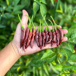 KS Chocolate Factory Pepper Seeds