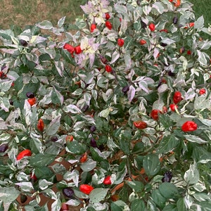 Purple Tiger X Uchu Cream Pepper Seeds - Etsy