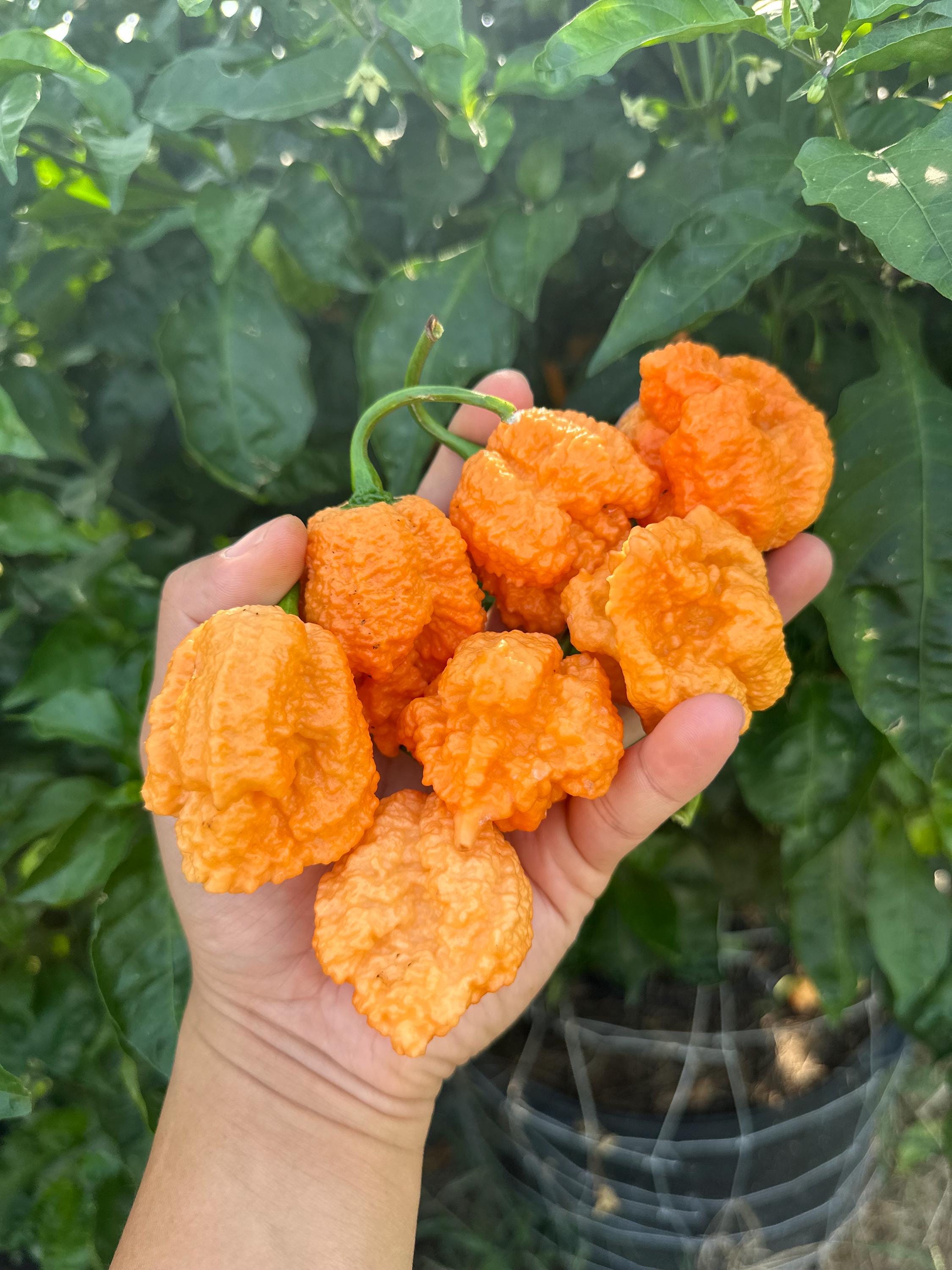 Fried Chicken Pepper Seeds - Etsy