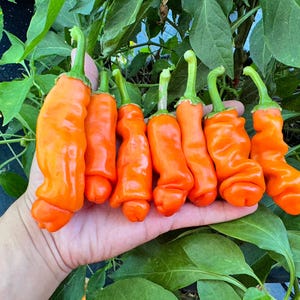 Orange Peter Pepper Seeds