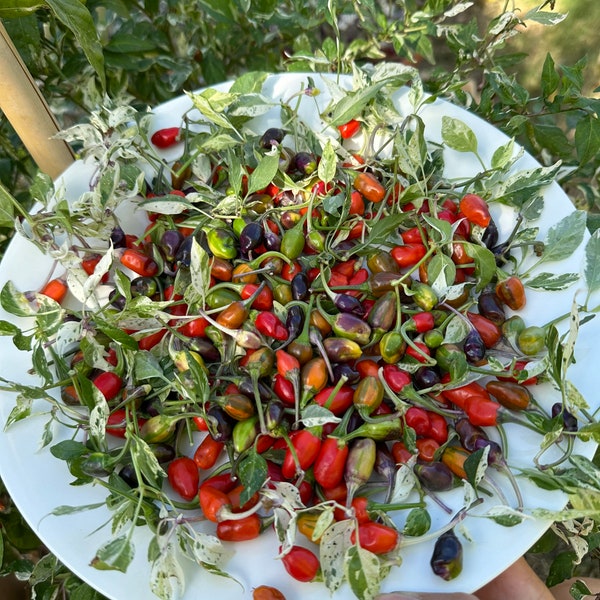 Lila Luzi Pepper Seeds