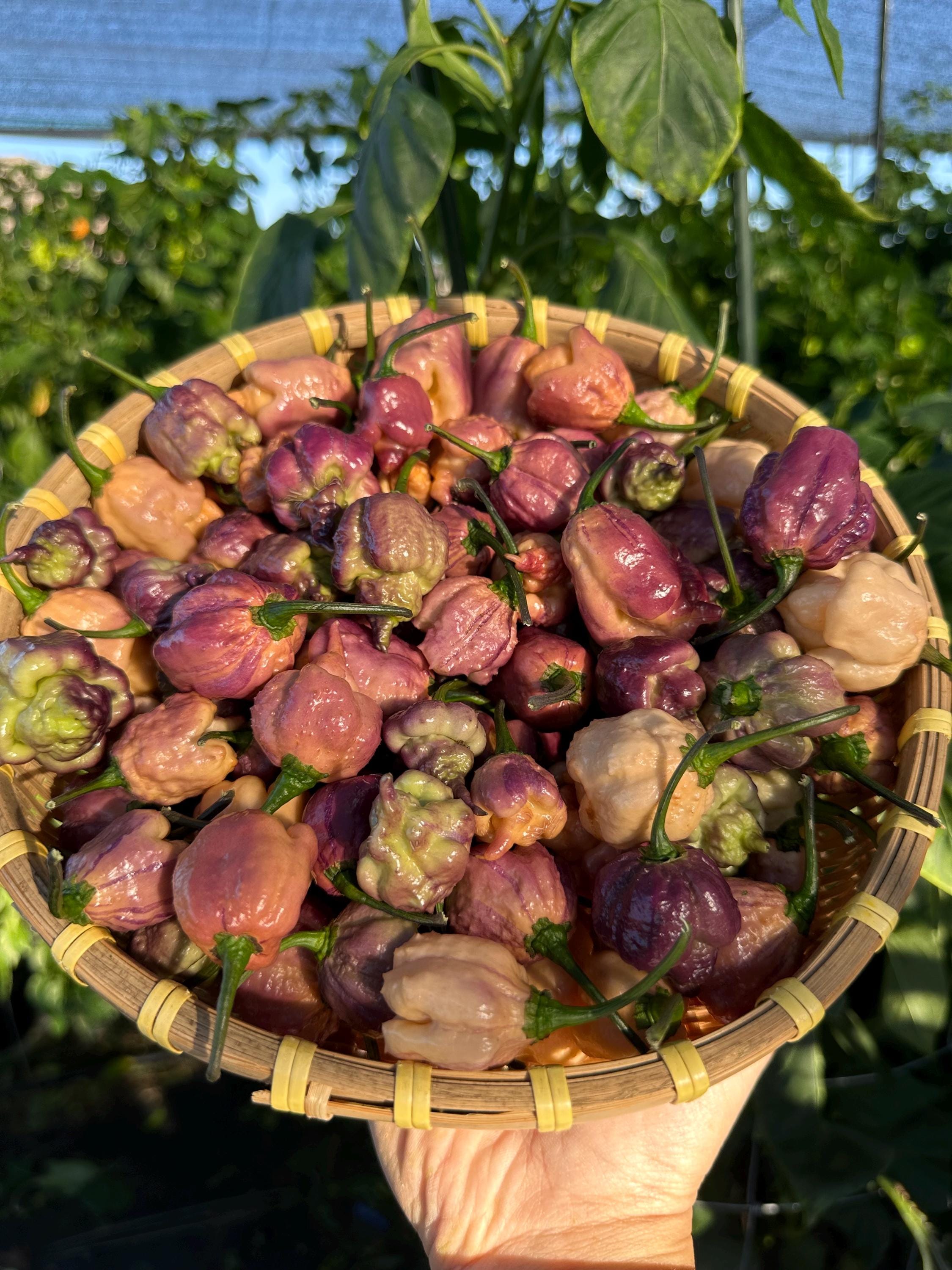 Jays Pink X Purple Ghost Scorpion Orange Pepper Seeds - Etsy