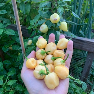 Peachadew Pepper Seeds