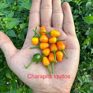 Aji Charapita Iquitos Pepper Seeds