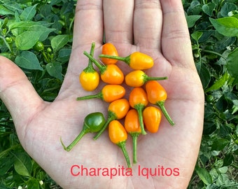 Aji Charapita Iquitos Pepper Seeds