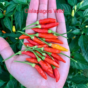 Galapagos Wild Pepper Seeds
