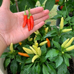 Houston White Thai Pepper Seeds