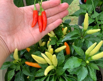 Houston White Thai Pfeffer Samen