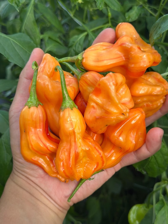 Zebrange Pepper Seeds - Etsy Canada