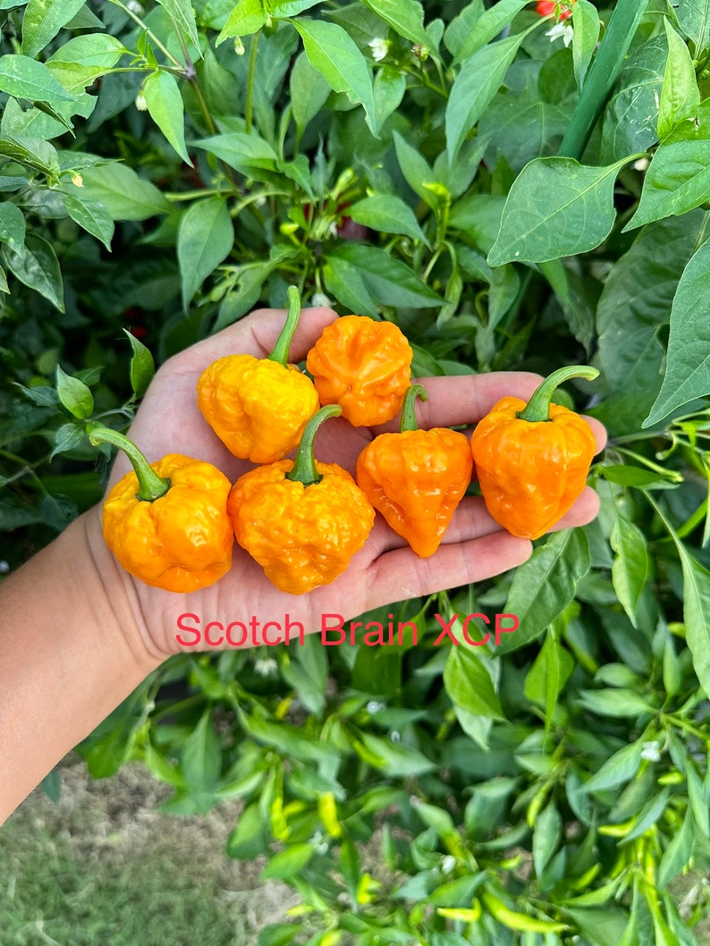 Scotch Brain XCP Pepper Seeds Etsy