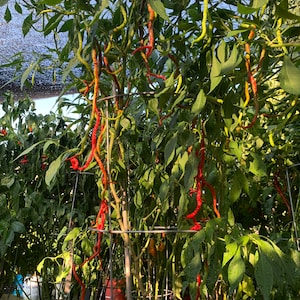 May include: A vibrant image of chili pepper plants laden with long, red peppers. The peppers hang down from the green foliage, creating a visually striking display. The plants are in white buckets, and the scene is bathed in sunlight.
