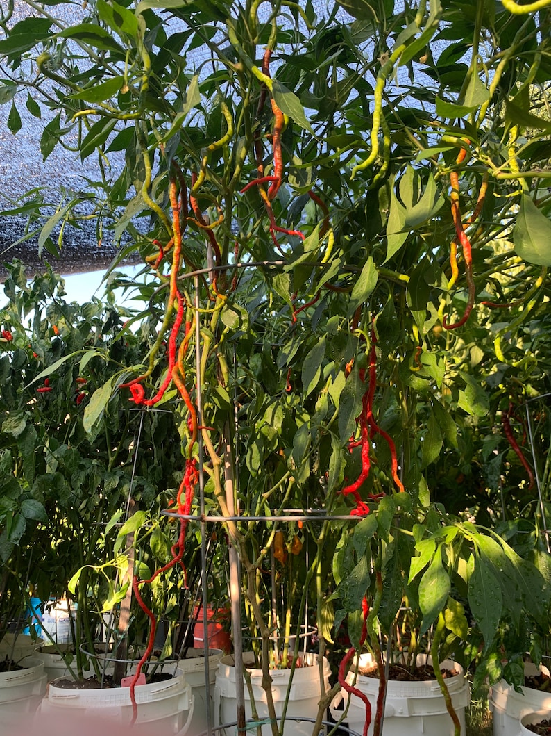 May include: A vibrant image of chili pepper plants laden with long, red peppers. The peppers hang down from the green foliage, creating a visually striking display. The plants are in white buckets, and the scene is bathed in sunlight.