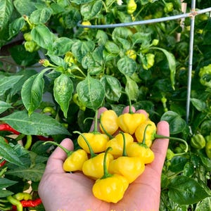 Brazilian Starfish Yellow Pepper Seeds