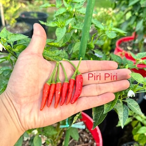 Piri Piri Pepper Seeds
