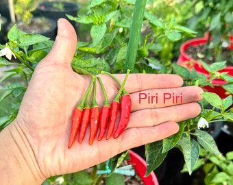 Piri Piri Pepper Seeds