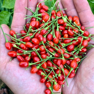 Aji Charapita Red Pepper Seeds