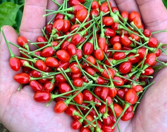 Aji Charapita Red Pepper Seeds