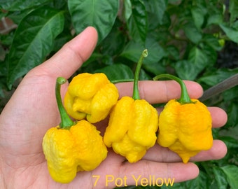 7 Pot Yellow Pepper Seeds