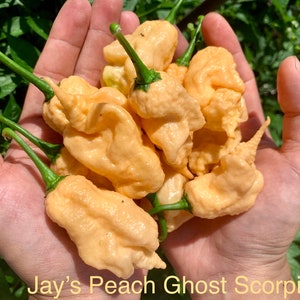 Jays Peach Ghost Scorpion Pepper Seeds