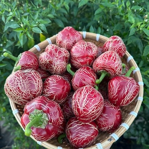 Dieghito Jalapeño  Pepper Seeds