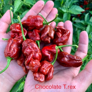 Chocolate T-Rex Pepper Seeds