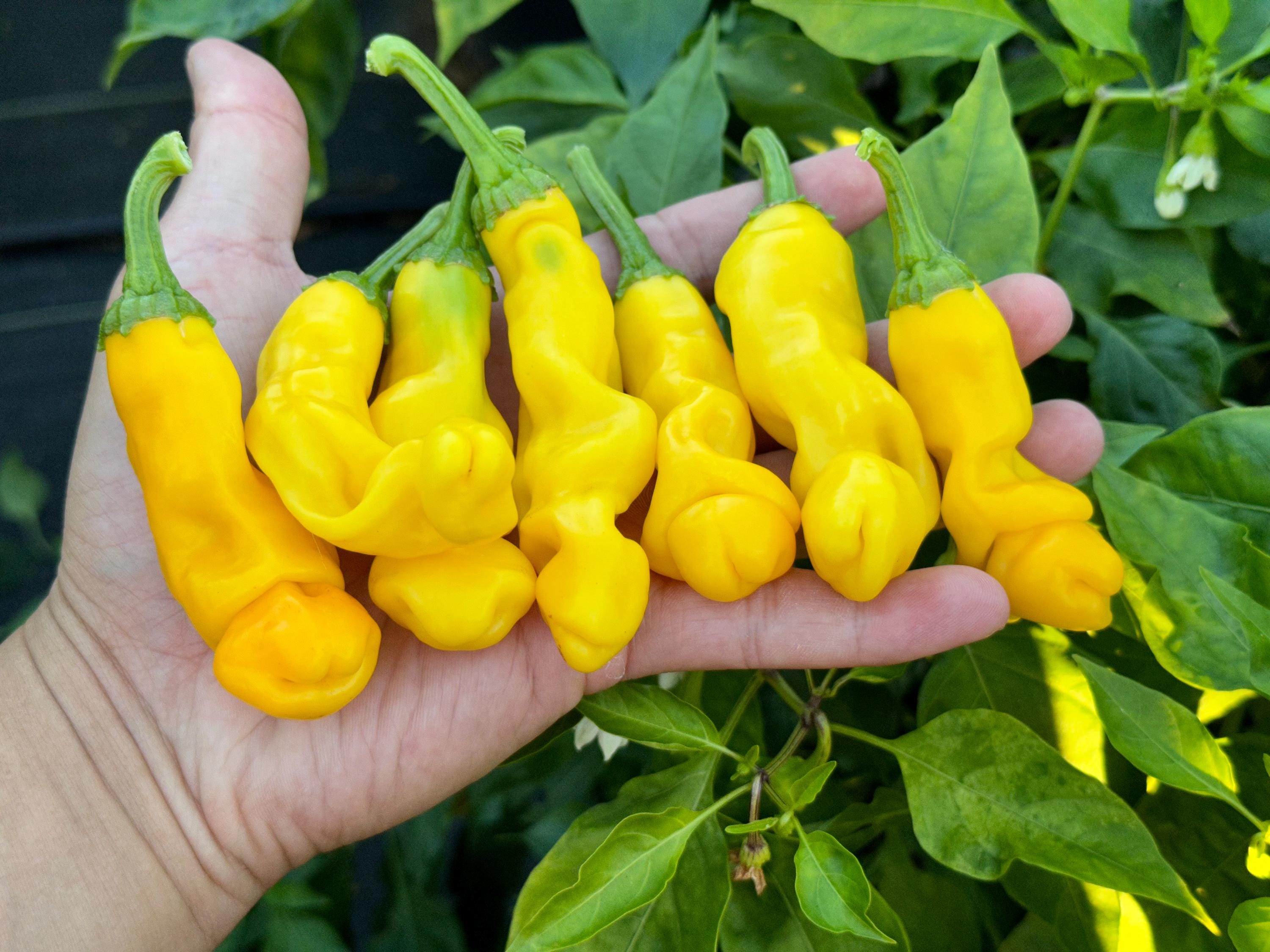 Yellow Peter Pepper Seeds