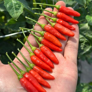 Op de afbeelding: Een verzameling van elf kleine, felrode chilipepers met groene steeltjes, gerangschikt in een waaiervorm. Elke peper heeft een glad, taps toelopend en licht gebogen lichaam. De pepers worden samen getoond, wat hun levendige kleur benadrukt.
