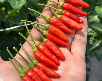 May include: A collection of eleven small, bright red chilli peppers with green stems arranged in a fan shape. Each pepper has a smooth, tapered, and slightly curved body. The peppers are displayed together, showcasing their vibrant colour and uniform size.