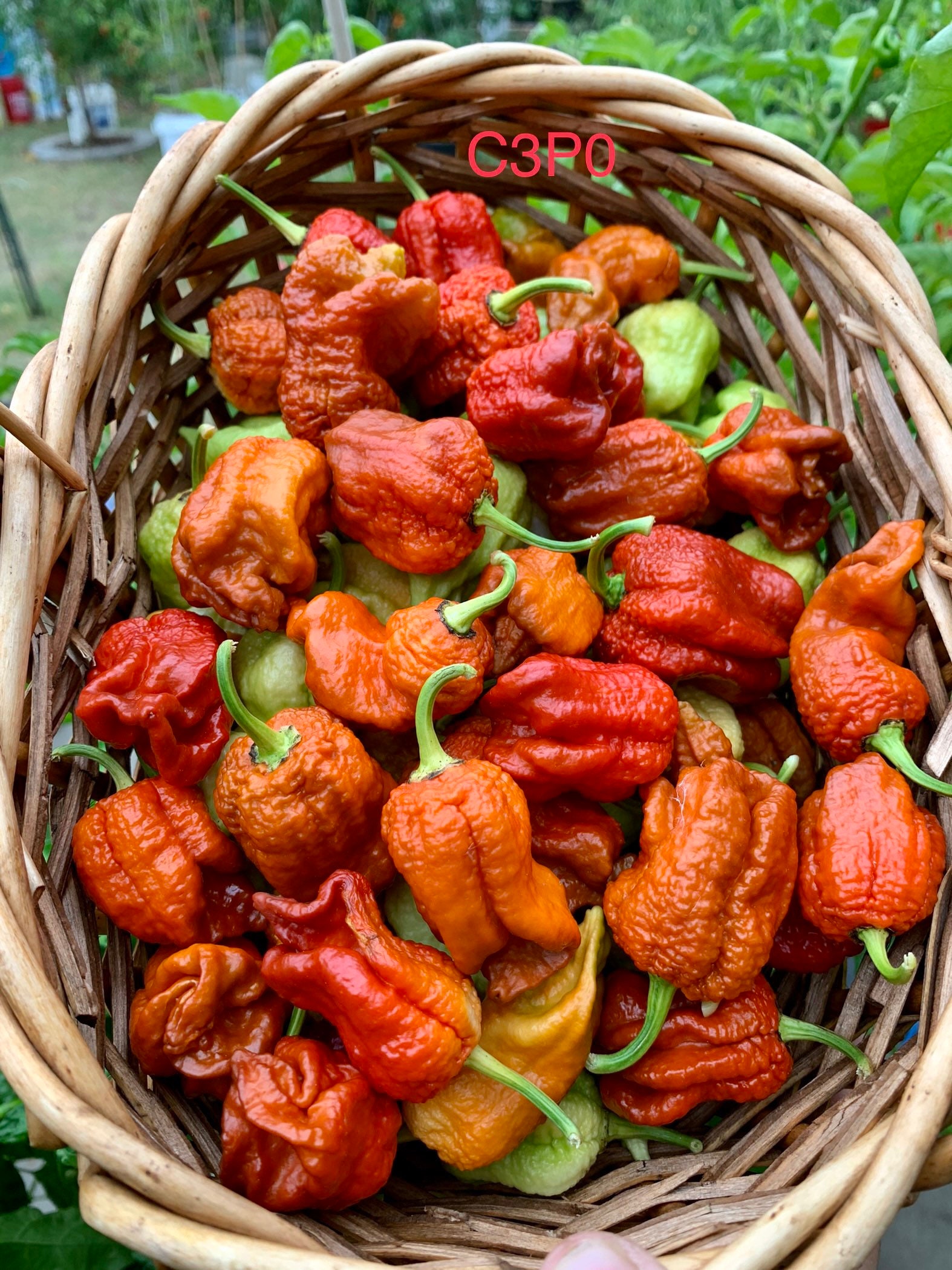 C3P0 Pepper Seeds Etsy